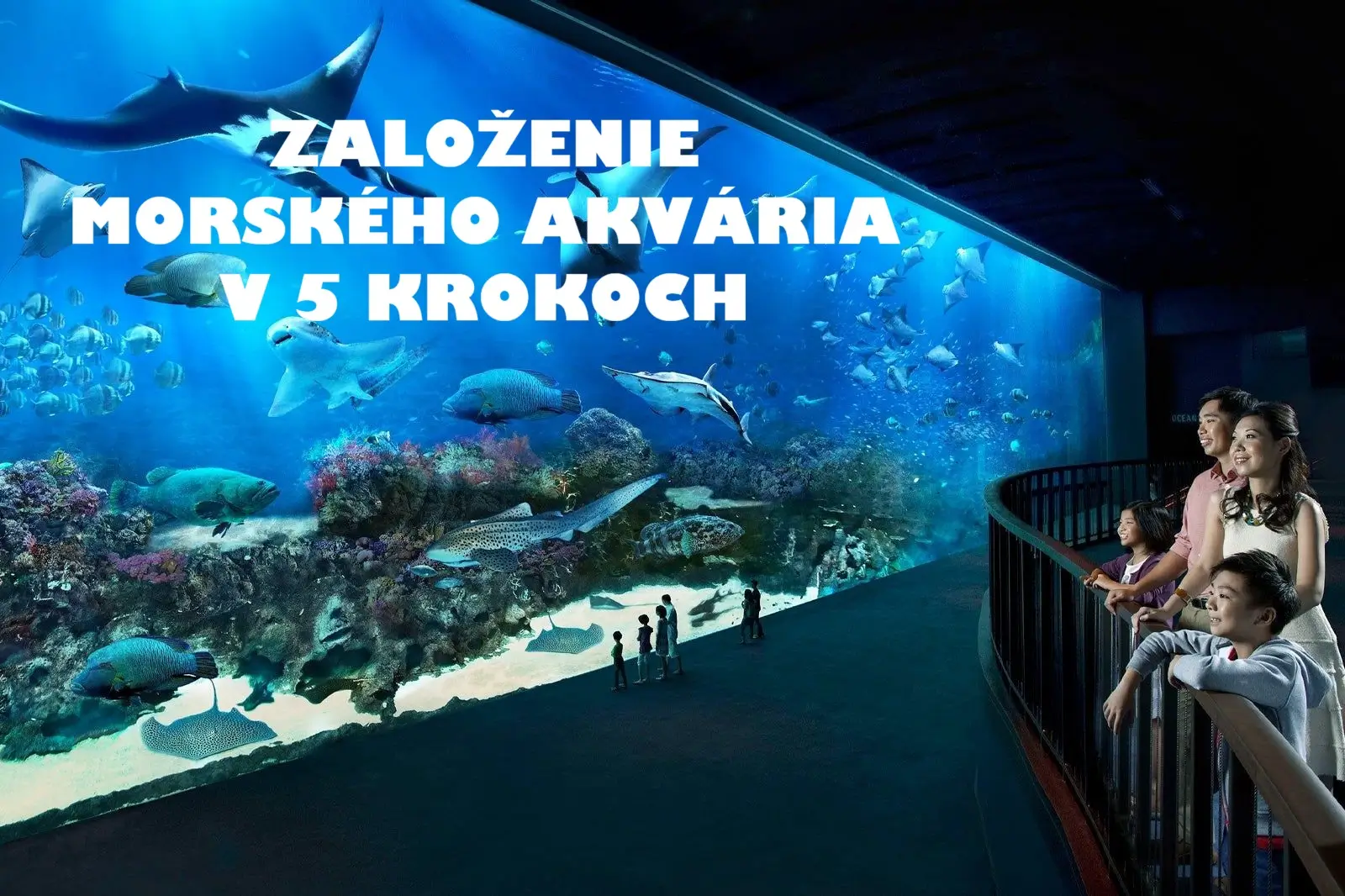 Založenie morského akvária v 5 krokoch