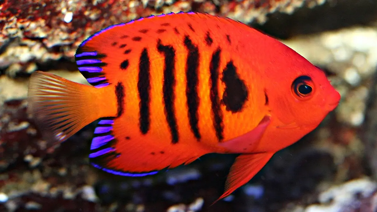 Aklimatizácia bezstavovcov a rybičiek